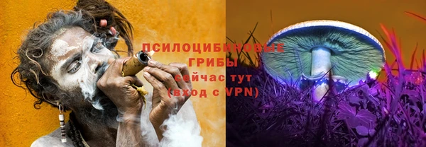 прущие грибы Дмитров